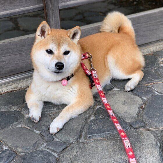 柴