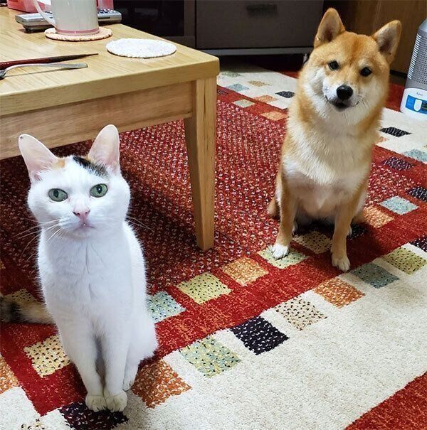 先輩猫のミミちゃんとなつちゃん