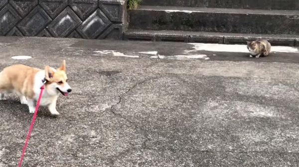 年下ニャンコ