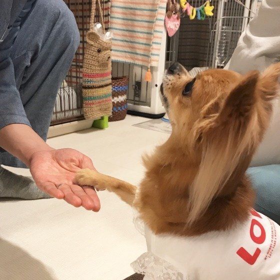ナッツ ちゃん