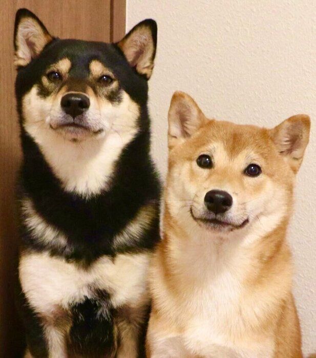 生後6カ月になったマシュくん