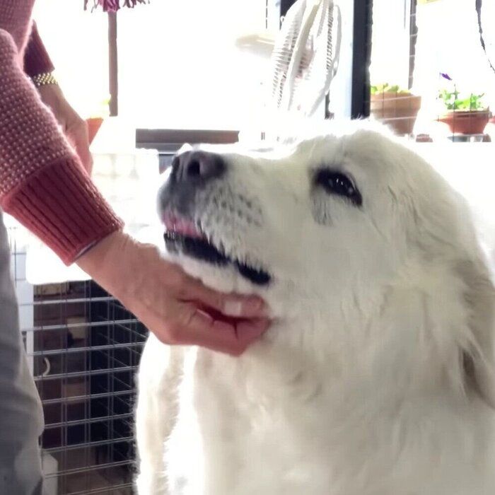 お薬をもらっているルンルンちゃん
