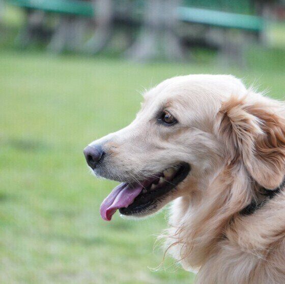 犬のリンパ腫とは 症状や治療について いぬのきもちweb Magazine