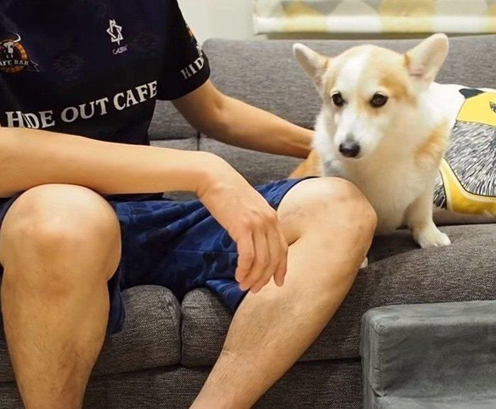 パパと犬