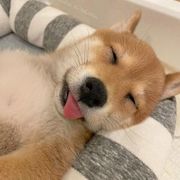 はい 質問です とzoom会議に出席 天才すぎる柴犬 その真相にクスッとしちゃう いぬのきもちweb Magazine はい 質問です とzoom会議に出席 天才すぎる柴犬 その真相にクスッとしちゃう いぬのきもちweb Magazine