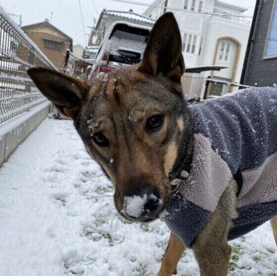 雪遊びをするMix犬