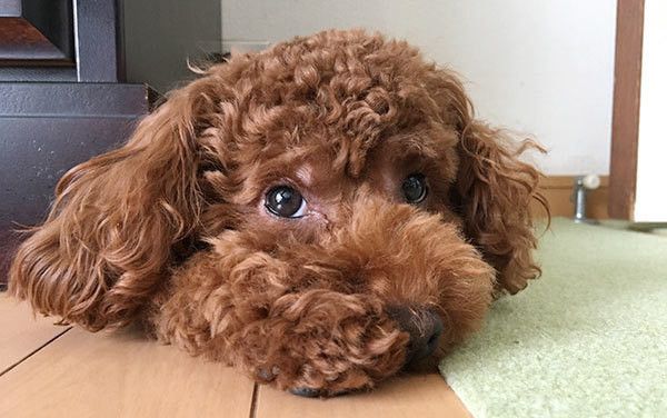 ほのかちゃん