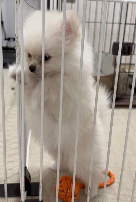 生後2カ月ごろのおろちちゃん
