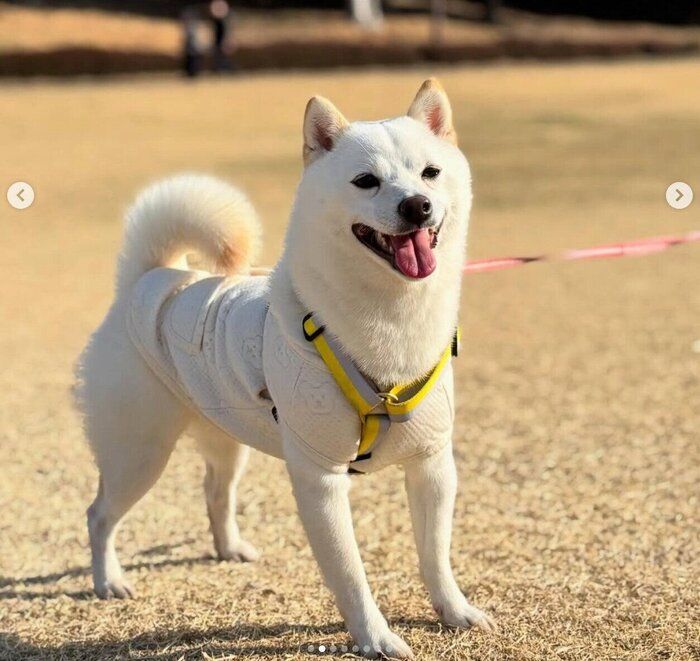 散歩を楽しむぷりんちゃん