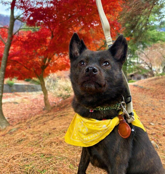 ����򤹤�ʡ�ݤ���