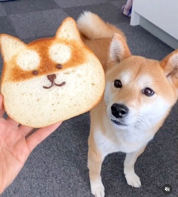 ねこねこ食パンをアレンジした 柴パン 豆柴とコラボしてみたら 可愛くて胸キュン いぬのきもちweb Magazine