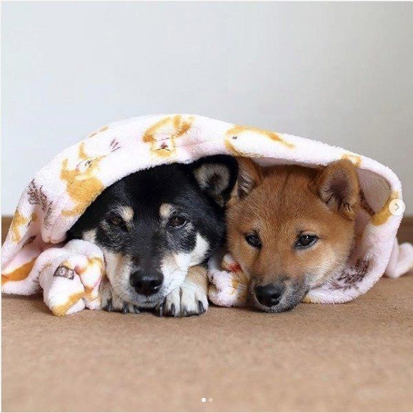 寄り添う柴犬