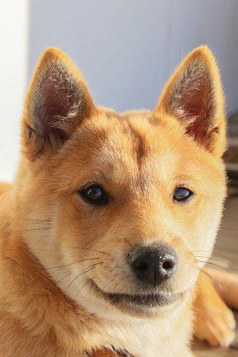 紀州犬