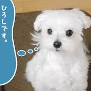 ひろしです ヘタレじゃないでつ に関する記事一覧 いぬのきもちweb Magazine ひろしです ヘタレじゃないでつ に関する記事一覧 いぬのきもちweb Magazine