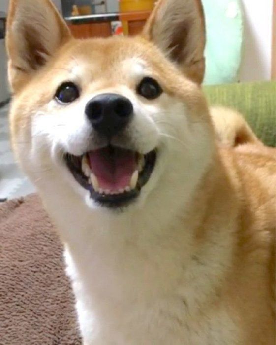 おやつを食べたい柴犬