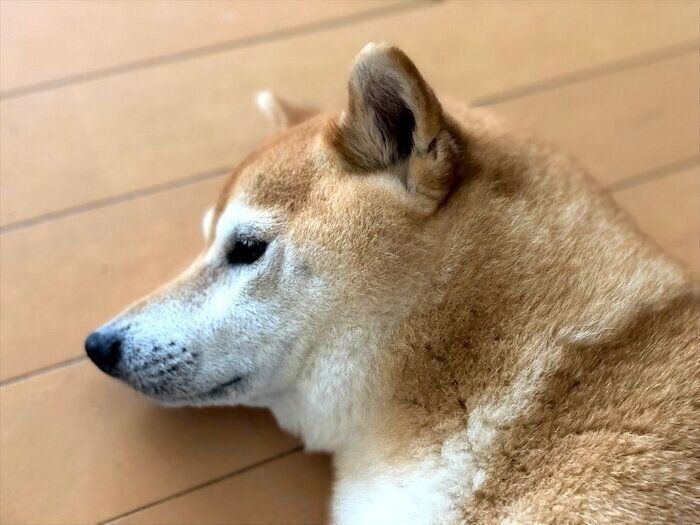 埼玉県 の 二次診療 専門医療 の 動物 病院 の情報 評判 口コミ が見つかる いぬ のきもち ねこ のきもち 動物 病院 検索 獣医 猫 ネコ 犬 イヌ 1