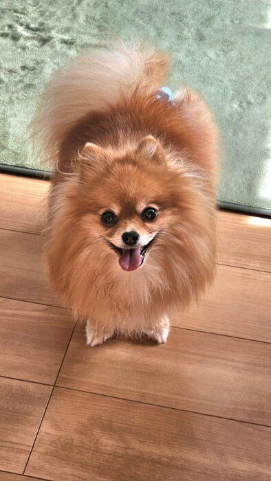 にこにこ笑顔のポメラニアン