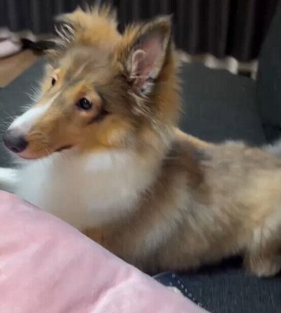 生後4カ月のシェットランド・シープドッグ