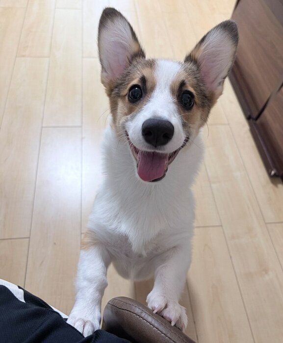 笑顔がかわいいぽんずちゃん