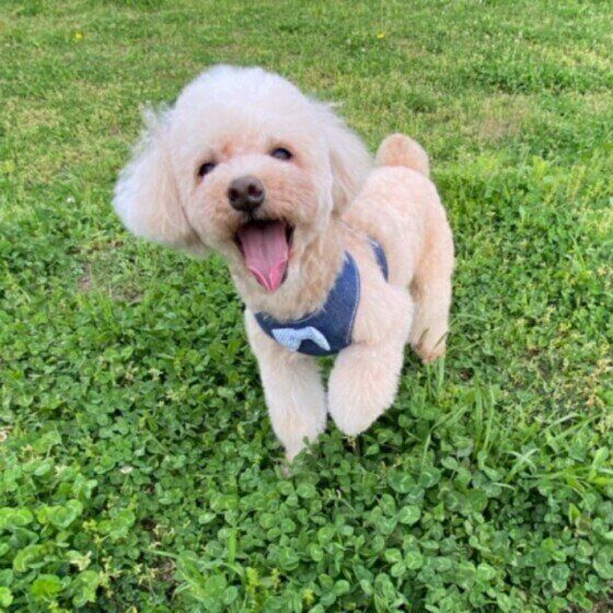 健康管理や防災にも役立つ、愛犬の健康手帳を作っておこう! いぬのきもち