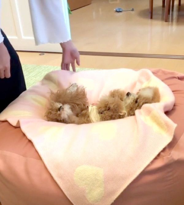 おくるみで包まれるあんずちゃん