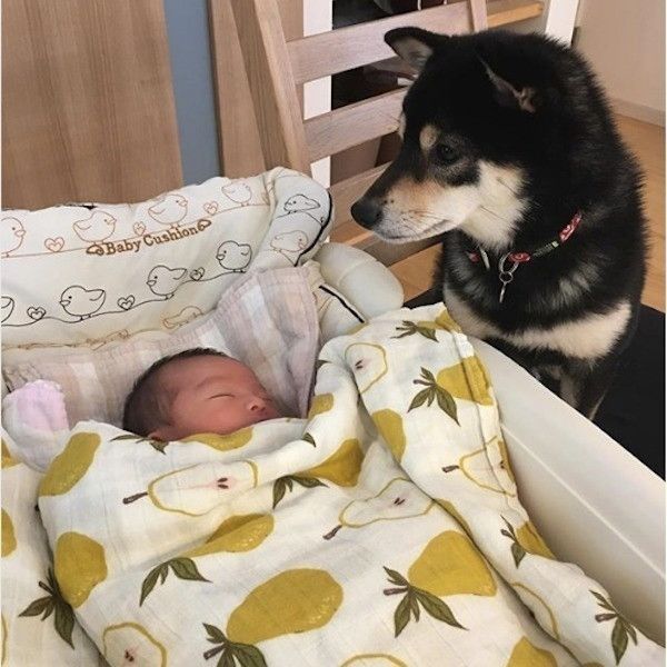 柴犬