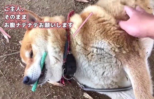 柴犬