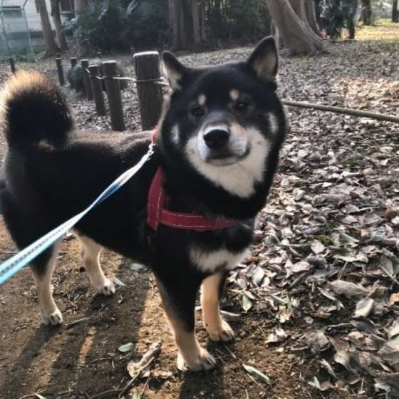 柴のお散歩