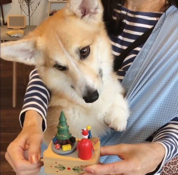 オルゴールが気になるあろまちゃん