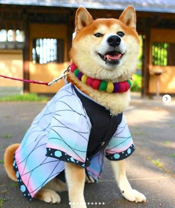 お散歩中の茶々丸くん