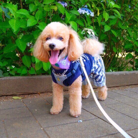 犬がうれしょんする理由は ついやりがちなng習慣 対処法 いぬのきもちweb Magazine