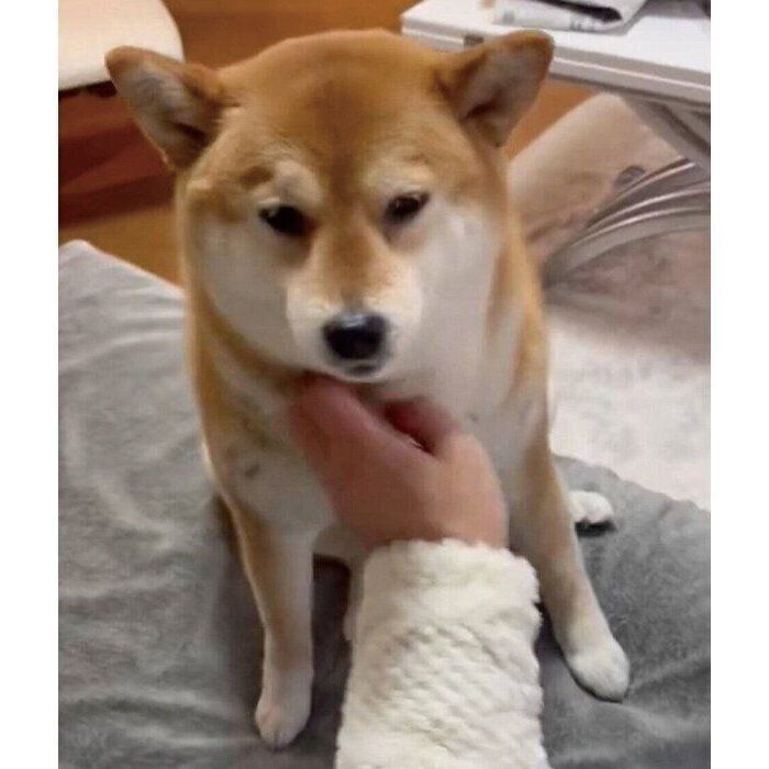 ナデナデを堪能するあさむらさん