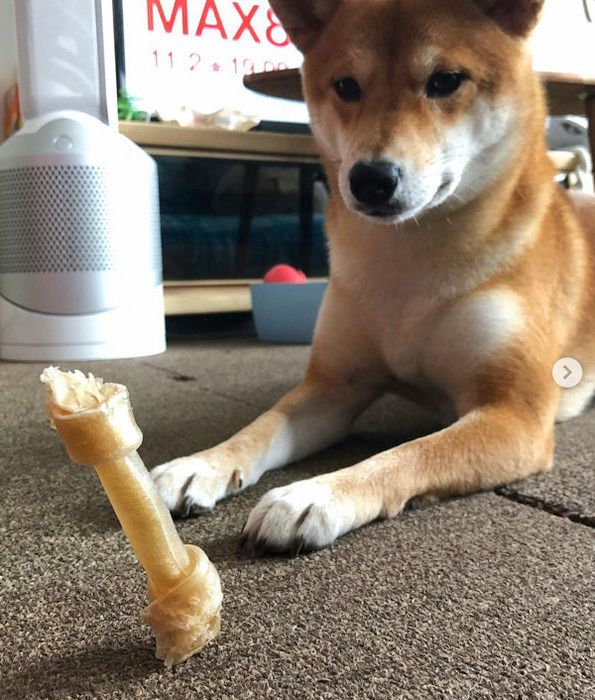 柴犬のLanaちゃん