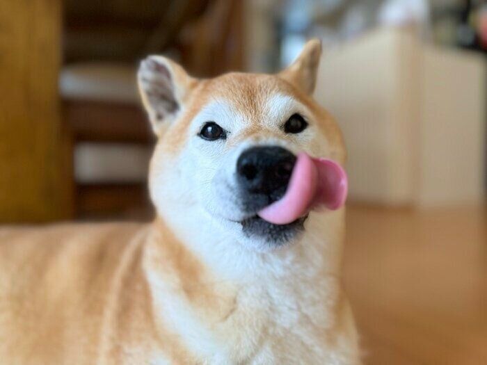 マロたん様 柴犬マロたんに関する記事一覧｜いぬのきもちWEB MAGAZINE