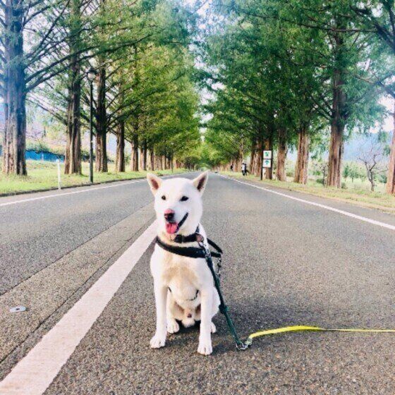 紀州犬のジェントルくん