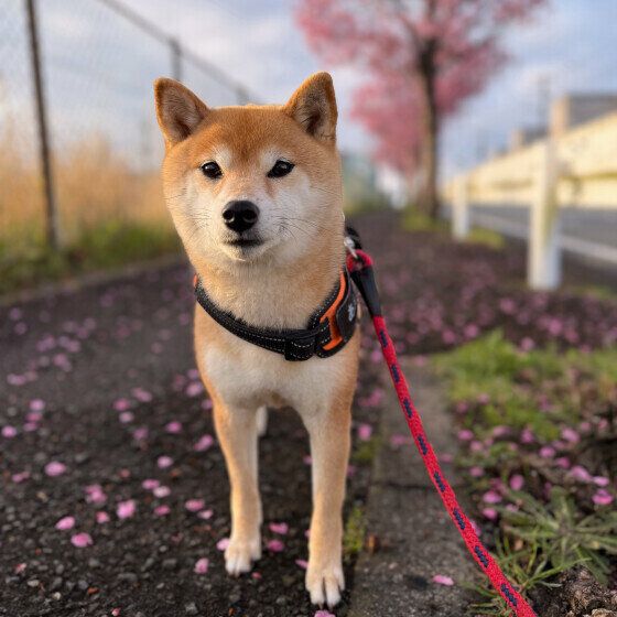 桜と花びらとお散歩中の柴犬