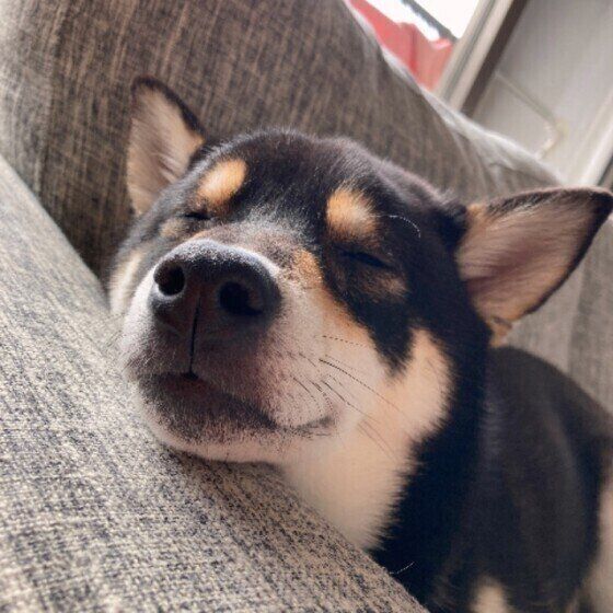 お昼寝する柴犬