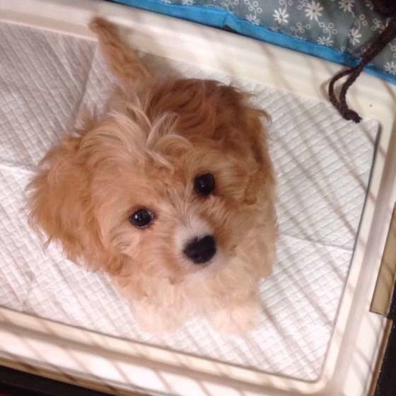 トイレの上に座るMix犬