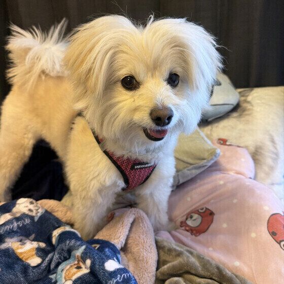 笑顔のミックス犬