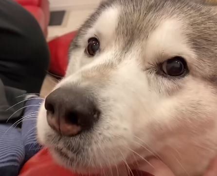 犬 シベリアン・ハスキー