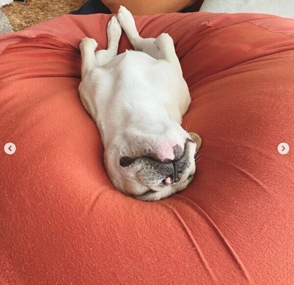 「人をダメにするソファ」で眠るみたらしくん