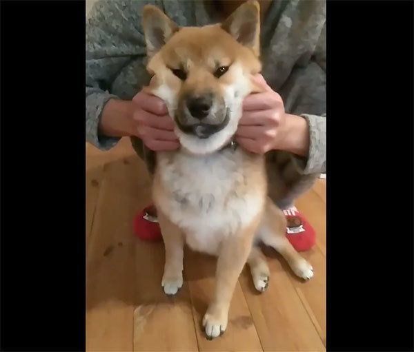 飼い主さんにマッサージされるおにぎりちゃん