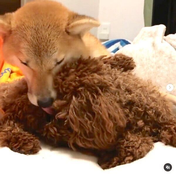 麦ちゃんを毛づくろいする茶々ちゃん