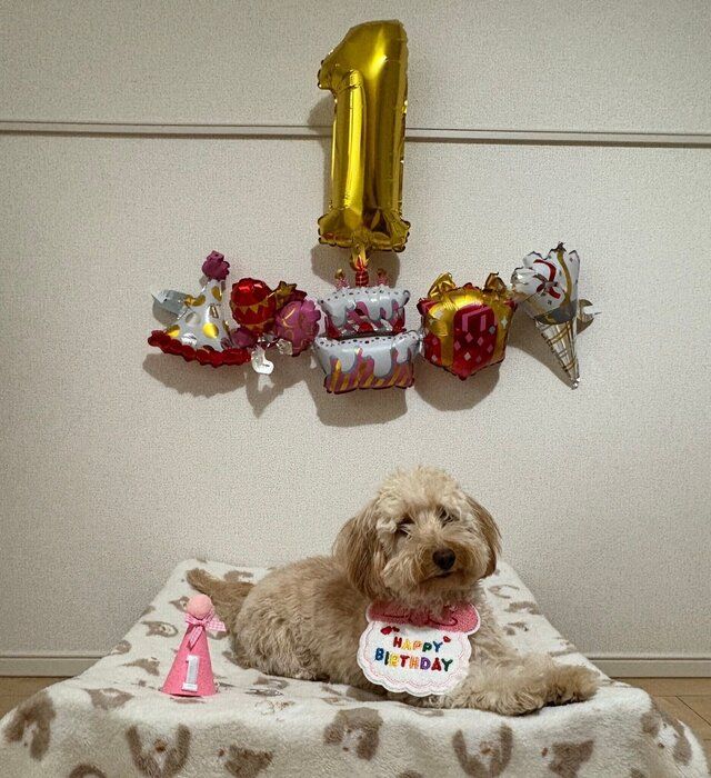 1才の誕生日を迎えた犬