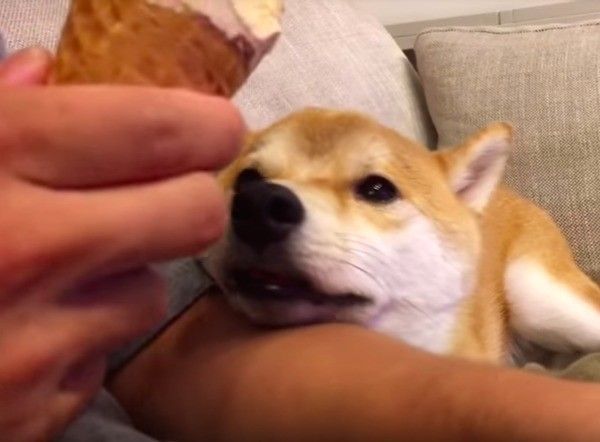 柴犬