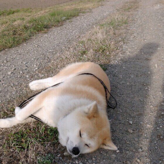 動くのを拒否する秋田犬
