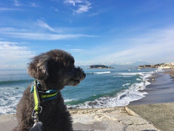 海風を受けながら気持ちよさそうなトイ・プードル