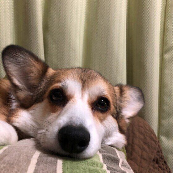 見つめるウェルシュ・コーギー・ペンブローク