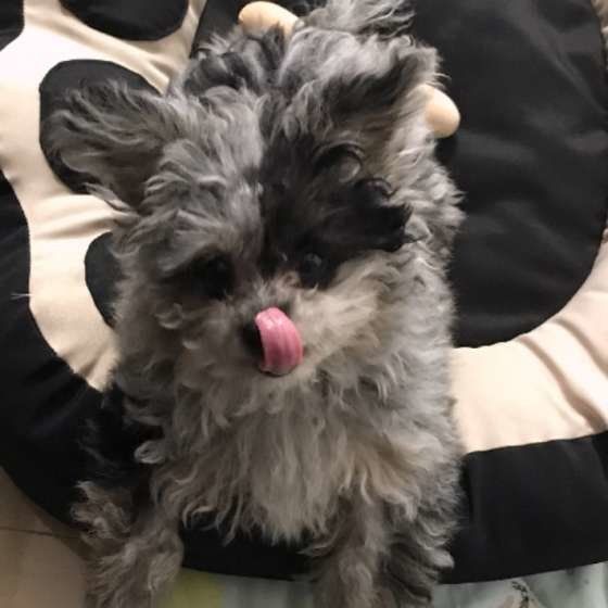 舌を出す犬