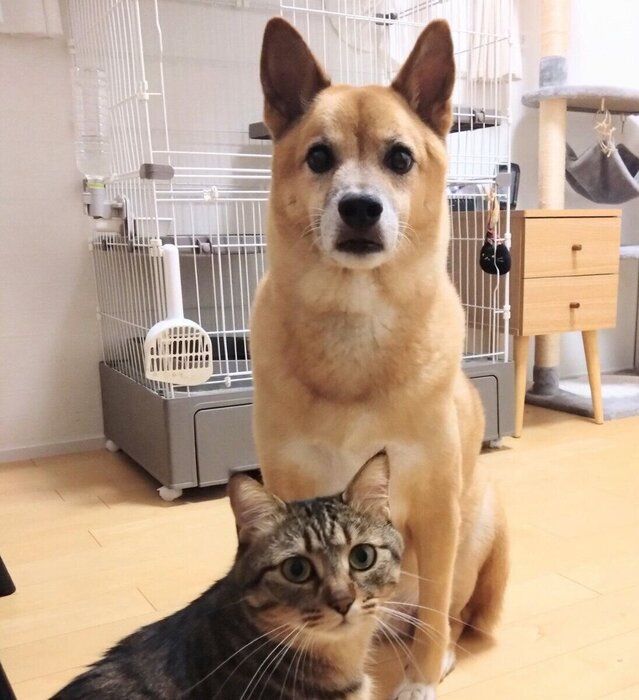 ������������ȥΥ������